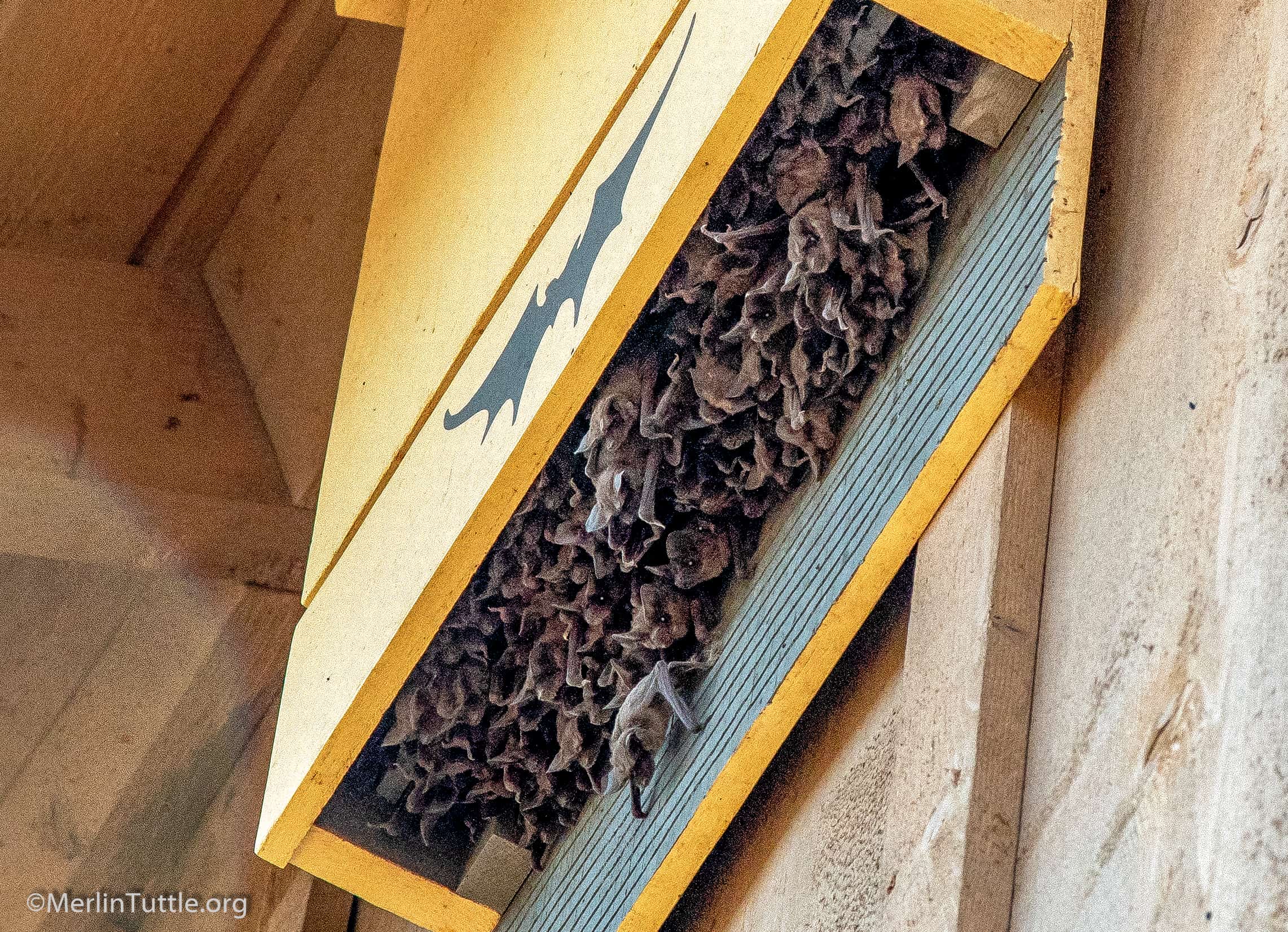 bat box against a house filled with bats