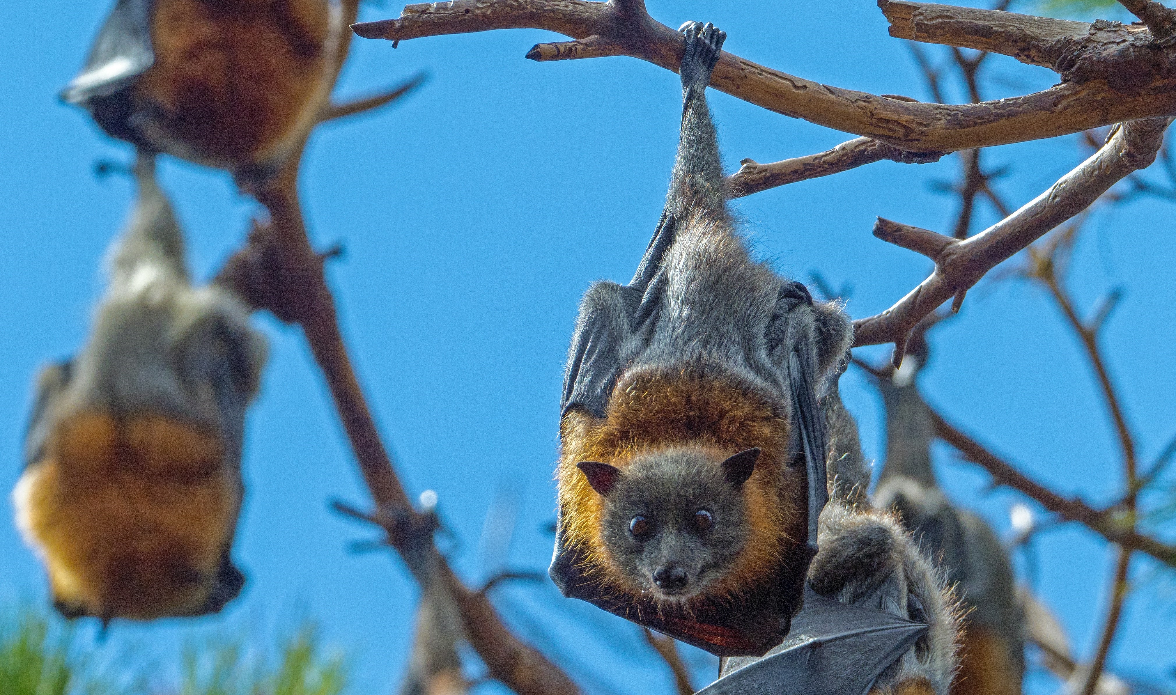 a colony of bats hanging from a tree