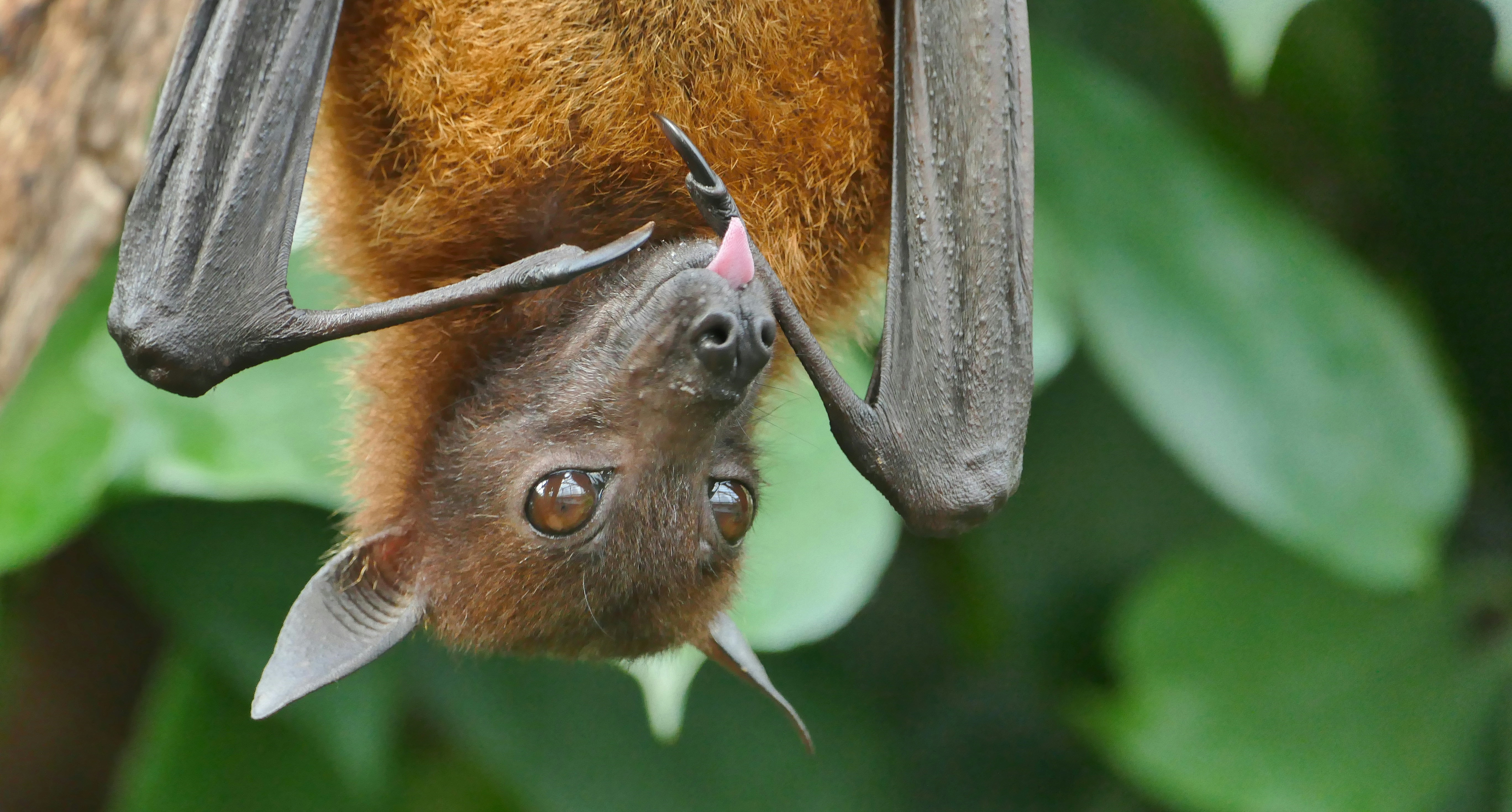 flying fox upside down and sticking its tongue out