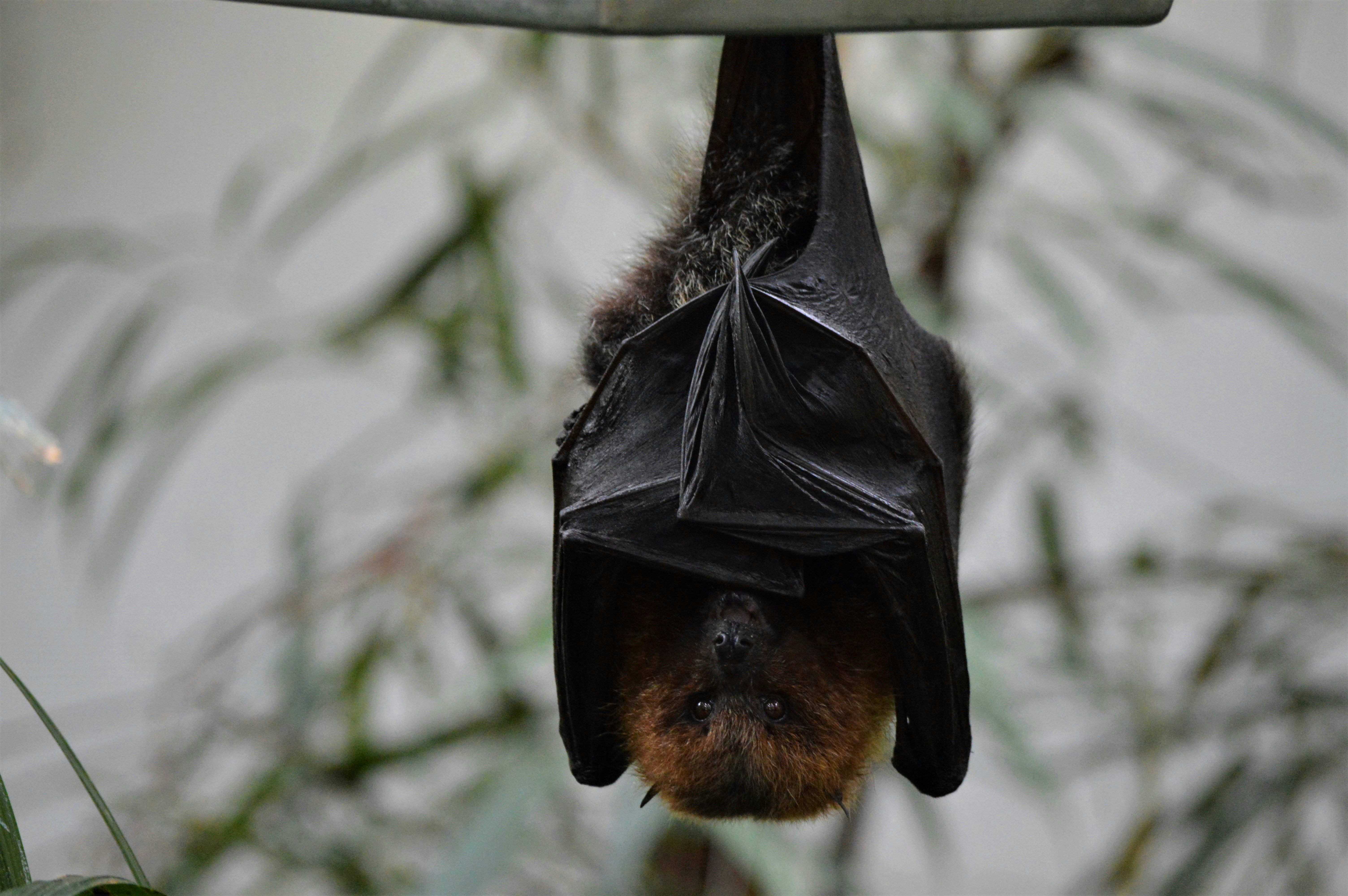 bat hanging upside down
