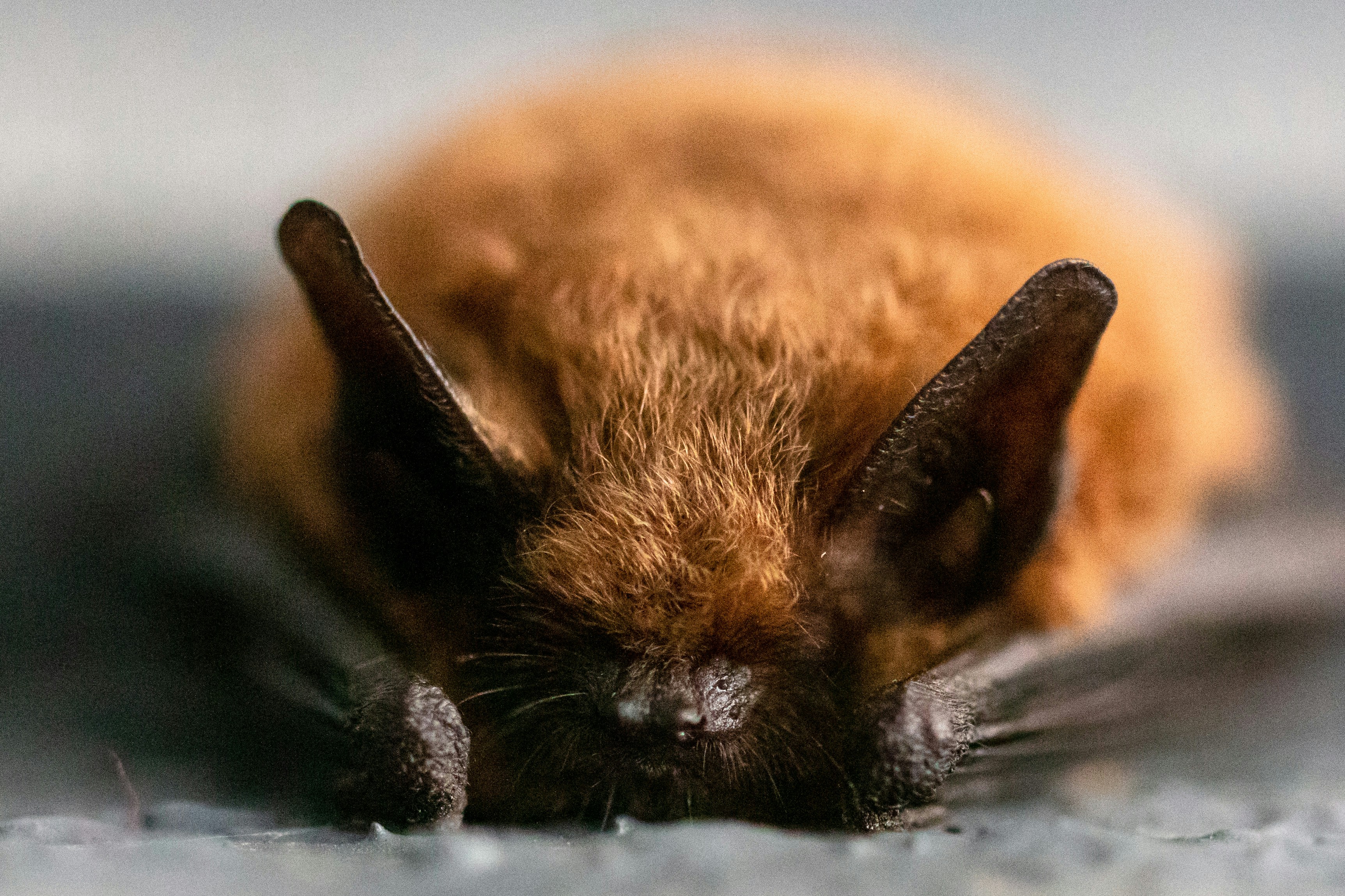 small bat laying down and sleeping